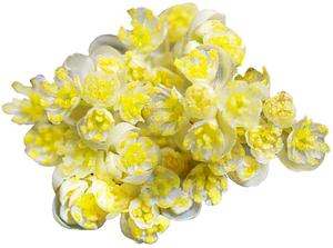 Ulei esential de litsea cubeba