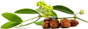 ulei de jojoba