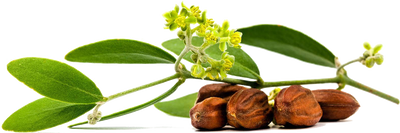 ulei de jojoba